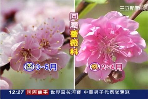 杏樹季節|杏花開花季指南：貓空「杏花林」綻放胭脂萬點 